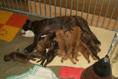 Continental Bulldog Bulldogman's Haja's Paula Continental Bulldog Bulldogman's Haja's Paula