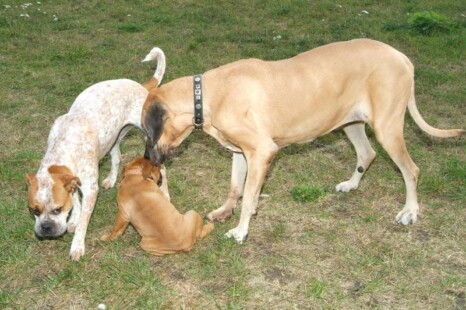 Continental Bulldog Bulldogman's Haja's Paula Continental Bulldog Bulldogman's Haja's Paula