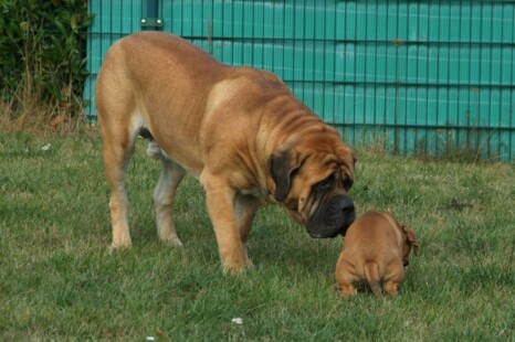 Continental Bulldog Bulldogman's Haja's Paula Continental Bulldog Bulldogman's Haja's Paula