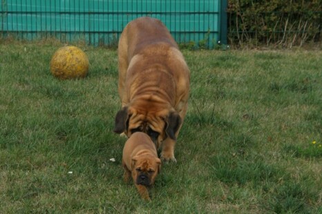 Continental Bulldog Bulldogman's Haja's Paula Continental Bulldog Bulldogman's Haja's Paula