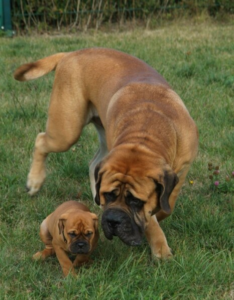 Continental Bulldog Bulldogman's Haja's Paula Continental Bulldog Bulldogman's Haja's Paula