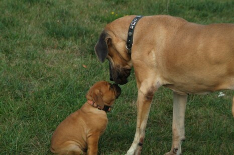 Continental Bulldog Bulldogman's Haja's Paula Continental Bulldog Bulldogman's Haja's Paula