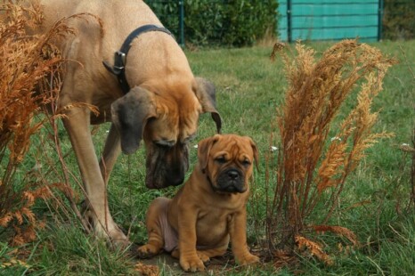 Continental Bulldog Bulldogman's Haja's Paula Continental Bulldog Bulldogman's Haja's Paula