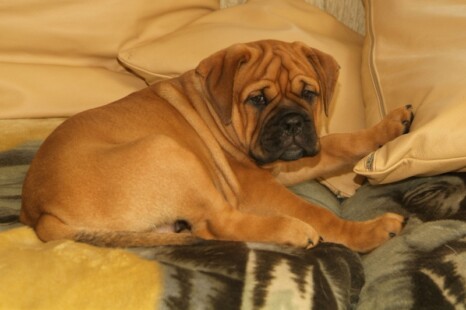 Continental Bulldog Bulldogman's Haja's Paula Continental Bulldog Bulldogman's Haja's Paula