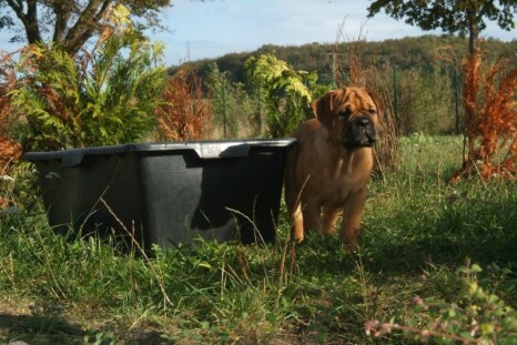 Continental Bulldog Bulldogman's Haja's Paula Continental Bulldog Bulldogman's Haja's Paula