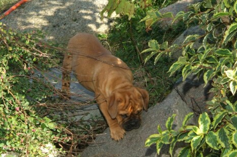 Continental Bulldog Bulldogman's Haja's Paula Continental Bulldog Bulldogman's Haja's Paula