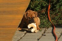 Continental Bulldog Bulldogman's Haja's Paula Continental Bulldog Bulldogman's Haja's Paula