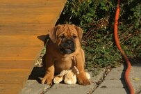 Continental Bulldog Bulldogman's Haja's Paula Continental Bulldog Bulldogman's Haja's Paula