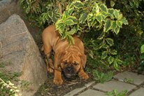 Continental Bulldog Bulldogman's Haja's Paula Continental Bulldog Bulldogman's Haja's Paula