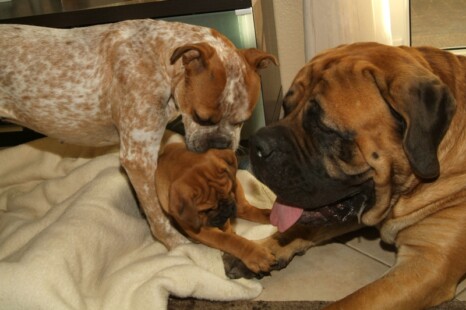 Continental Bulldog Bulldogman's Haja's Paula Continental Bulldog Bulldogman's Haja's Paula