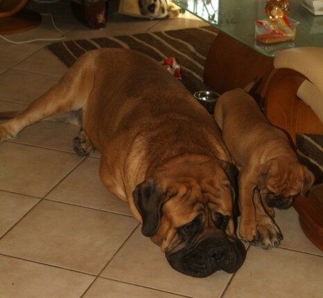Continental Bulldog Bulldogman's Haja's Paula Continental Bulldog Bulldogman's Haja's Paula