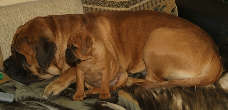 Continental Bulldog Paula bei den Seeblickbulls Continental Bulldog Paula bei den Seeblickbulls