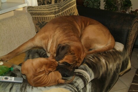 Continental Bulldog Paula bei den Seeblickbulls Continental Bulldog Paula bei den Seeblickbulls