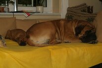 Continental Bulldog Paula bei den Seeblickbulls Continental Bulldog Paula bei den Seeblickbulls
