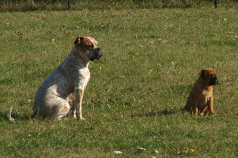 Continental Bulldog Paula bei den Seeblickbulls Continental Bulldog Paula bei den Seeblickbulls