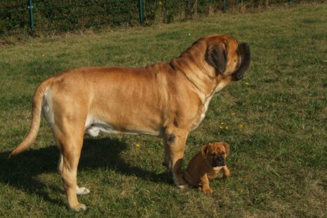 Continental Bulldog Paula bei den Seeblickbulls Continental Bulldog Paula bei den Seeblickbulls