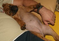Continental Bulldog Paula bei den Seeblickbulls Continental Bulldog Paula bei den Seeblickbulls