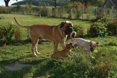 Continental Bulldog Paula bei den Seeblickbulls Continental Bulldog Paula bei den Seeblickbulls