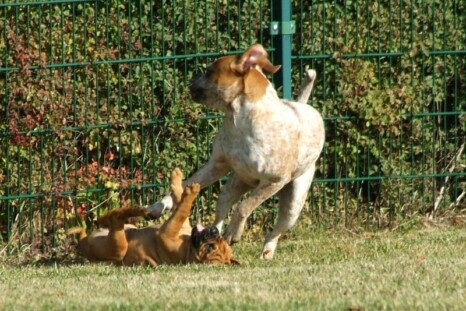 Continental Bulldog Paula bei den Seeblickbulls Continental Bulldog Paula bei den Seeblickbulls