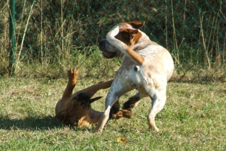 Continental Bulldog Paula bei den Seeblickbulls Continental Bulldog Paula bei den Seeblickbulls