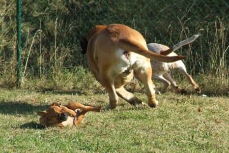 Continental Bulldog Paula bei den Seeblickbulls Continental Bulldog Paula bei den Seeblickbulls