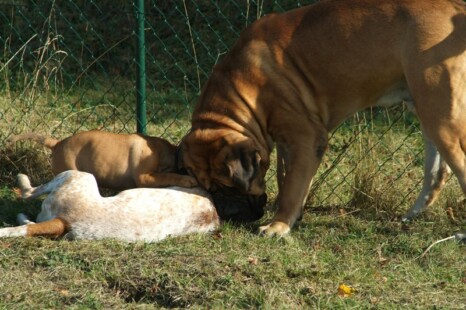 Continental Bulldog Paula bei den Seeblickbulls Continental Bulldog Paula bei den Seeblickbulls