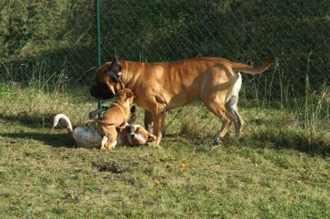 Continental Bulldog Paula bei den Seeblickbulls Continental Bulldog Paula bei den Seeblickbulls