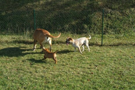 Continental Bulldog Paula bei den Seeblickbulls Continental Bulldog Paula bei den Seeblickbulls
