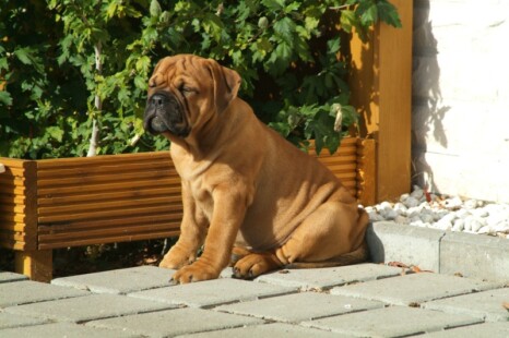 Continental Bulldog Paula bei den Seeblickbulls Continental Bulldog Paula bei den Seeblickbulls