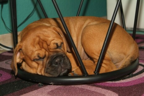 Continental Bulldog Paula bei den Seeblickbulls Continental Bulldog Paula bei den Seeblickbulls
