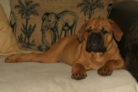 Continental Bulldog Paula bei den Seeblickbulls Continental Bulldog Paula bei den Seeblickbulls