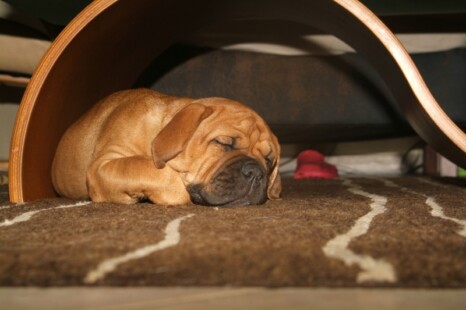 Continental Bulldog Paula bei den Seeblickbulls Continental Bulldog Paula bei den Seeblickbulls