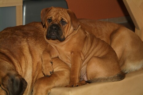 Continental Bulldog Paula bei den Seeblickbulls Continental Bulldog Paula bei den Seeblickbulls