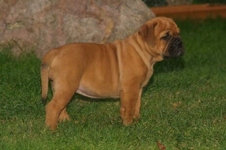 Continental Bulldog Bulldogman's Haja's Paula Continental Bulldog Bulldogman's Haja's Paula