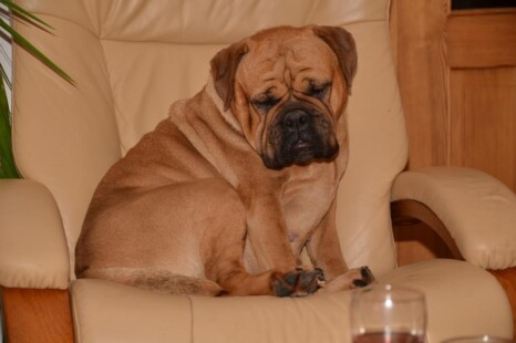 Continental Bulldog Paula bei den Seeblickbulls Continental Bulldog Paula bei den Seeblickbulls