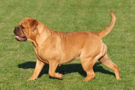 Continental Bulldog Paula bei den Seeblickbulls Continental Bulldog Paula bei den Seeblickbulls