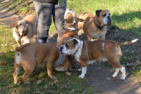 Continental Bulldog Paula bei den Seeblickbulls Continental Bulldog Paula bei den Seeblickbulls