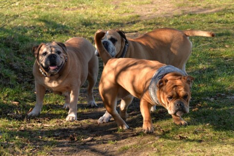 Continental Bulldog Paula bei den Seeblickbulls Continental Bulldog Paula bei den Seeblickbulls