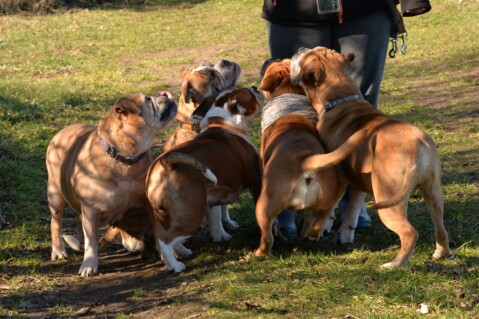 Continental Bulldog Paula bei den Seeblickbulls Continental Bulldog Paula bei den Seeblickbulls