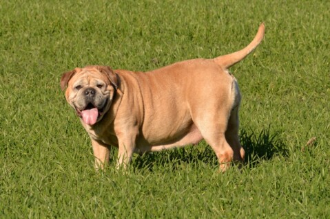 Continental Bulldog Paula bei den Seeblickbulls Continental Bulldog Paula bei den Seeblickbulls
