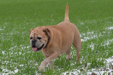 Continental Bulldog Paula bei den Seeblickbulls Continental Bulldog Paula bei den Seeblickbulls
