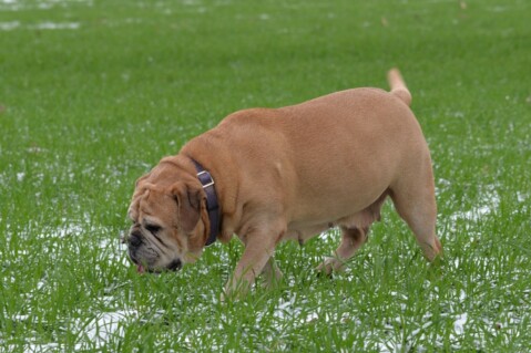 Continental Bulldog Paula bei den Seeblickbulls Continental Bulldog Paula bei den Seeblickbulls