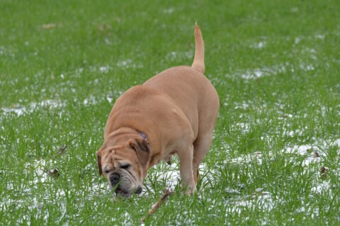 Continental Bulldog Paula bei den Seeblickbulls Continental Bulldog Paula bei den Seeblickbulls