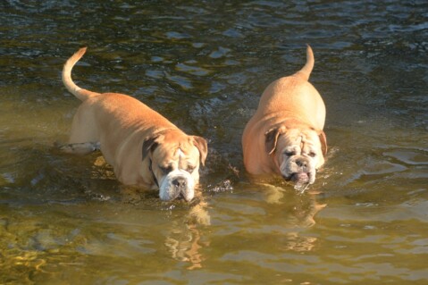 Continental Bulldog Paula bei den Seeblickbulls Continental Bulldog Paula bei den Seeblickbulls