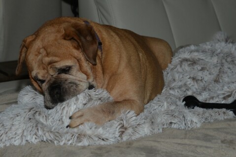 Continental Bulldog Paula bei den Seeblickbulls Continental Bulldog Paula bei den Seeblickbulls