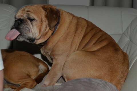 Continental Bulldog Paula bei den Seeblickbulls Continental Bulldog Paula bei den Seeblickbulls