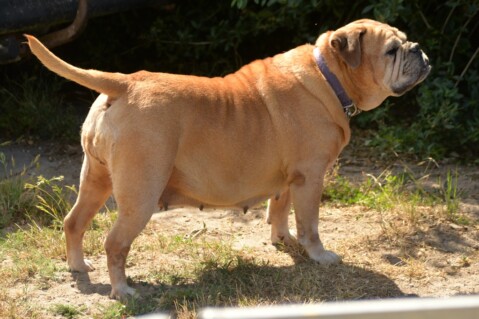 Continental Bulldog Paula bei den Seeblickbulls Continental Bulldog Paula bei den Seeblickbulls