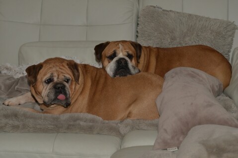 Continental Bulldog Paula bei den Seeblickbulls Continental Bulldog Paula bei den Seeblickbulls