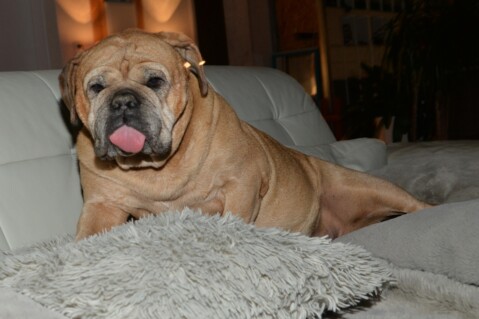 Continental Bulldog Paula bei den Seeblickbulls Continental Bulldog Paula bei den Seeblickbulls