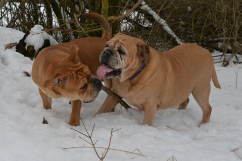Continental Bulldog Paula bei den Seeblickbulls Continental Bulldog Paula bei den Seeblickbulls